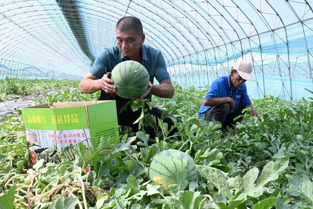 初夏农事忙！即墨区62万亩小麦丰收在望，西瓜葡萄迎来管护采摘季