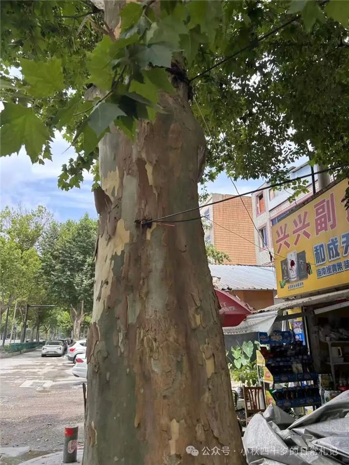 打12345投诉的后续